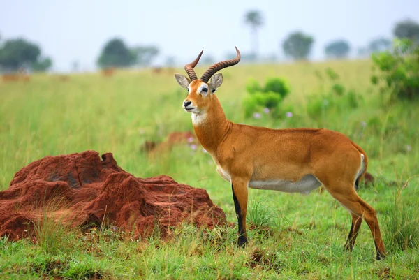 羚，乌干达种族 — 图库照片
