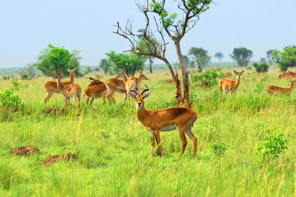 Antelope in de Afrikaanse savanne — Stockfoto