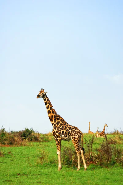 Giraffen in der afrikanischen Savanne, Uganda — Stockfoto