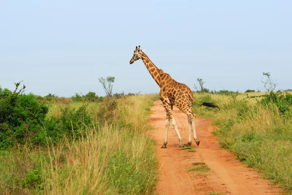 Girafa está atravessando uma estrada na savana africana — Fotografia de Stock