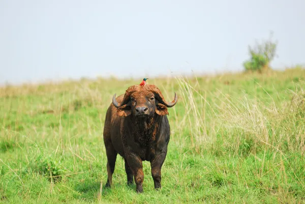 Afrikaanse buffel en carmine bijeneter — Stockfoto