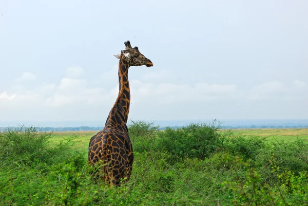 Żyrafa w afrykańskiej sawannie — Zdjęcie stockowe