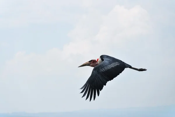 Marabou stork — Stock Photo, Image