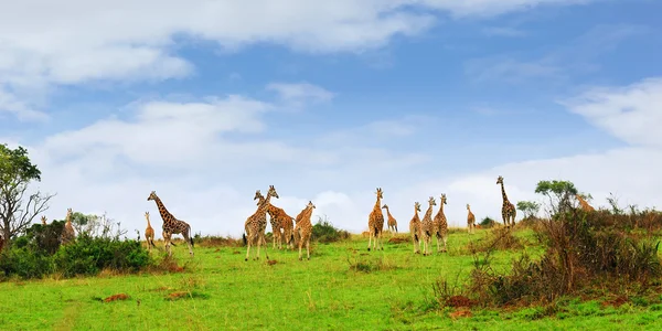 Zsiráfok az afrikai szavannában — Stock Fotó