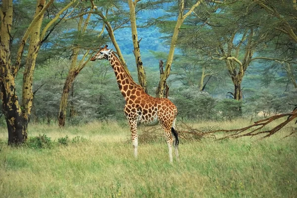 Καμηλοπάρδαλη στο δάσος, Κένυα — Φωτογραφία Αρχείου