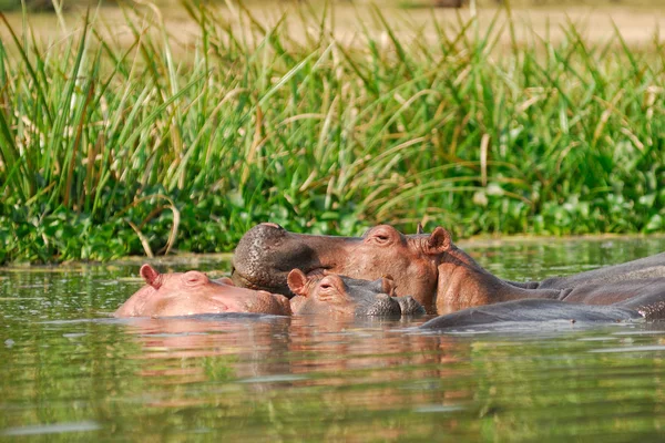 Hippopotamus school — Stock Photo, Image