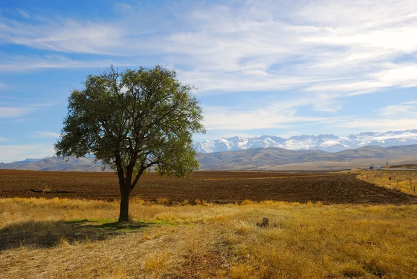 Alone tree in field — Stock Photo, Image