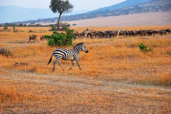 Africká krajina s zebra — Stock fotografie