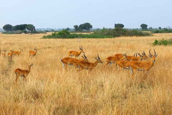 乌干达种族羚群 — 图库照片