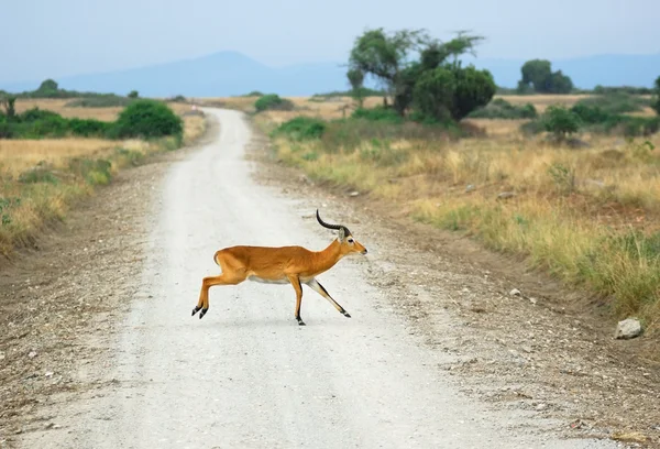 Antelope reedbuck cruzando la carretera africana — Foto de Stock