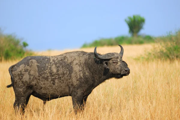 Cape buffalo závod — Stock fotografie