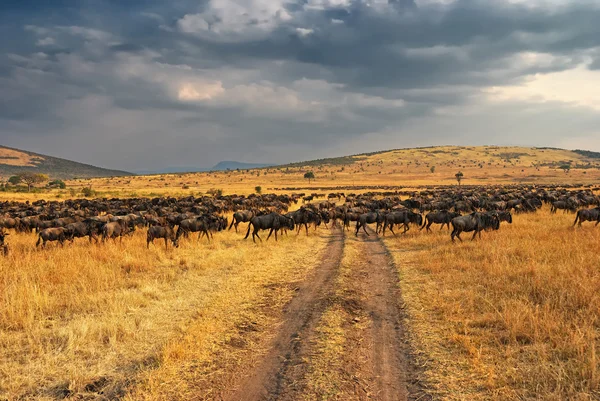 Afrikaanse weg en antilopen gnu — Stockfoto