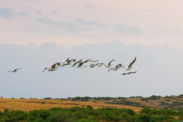 Rebanho de grandes pelicanos brancos antes do pôr-do-sol — Fotografia de Stock