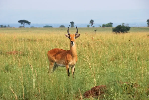 Antilop reedbuck — Stok fotoğraf
