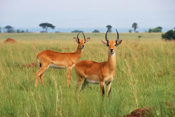 Antilopi di Reedbuck — Foto Stock