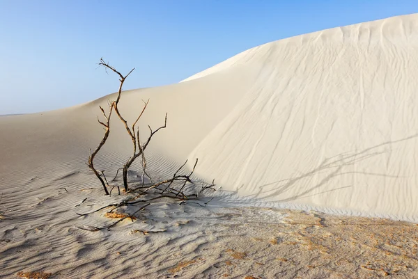 Sand and dry plant — Stok fotoğraf