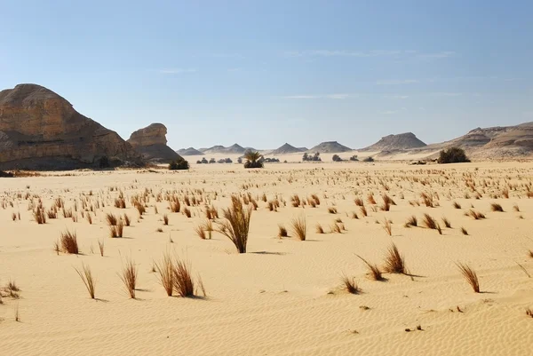 Sahara Desert, Egypt — Stock Photo, Image
