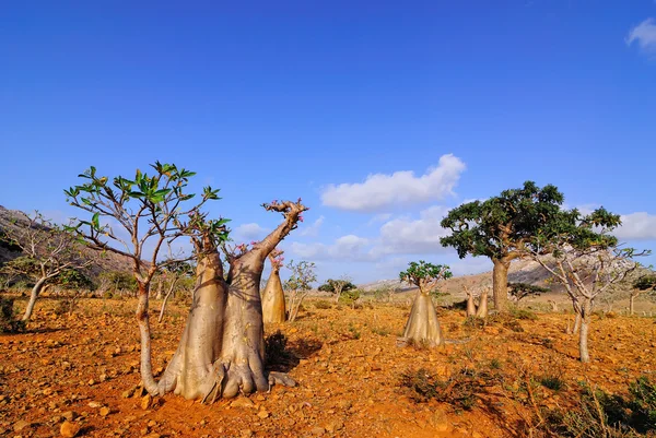 Endemischer Wald auf der Sokotra-Insel — Stockfoto