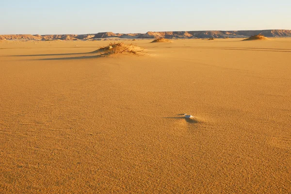 De Saharawoestijn — Stockfoto