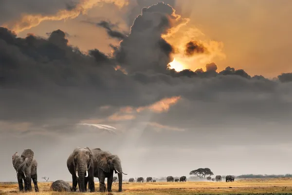 Αφρικανικό ηλιοβασίλεμα με ελέφαντες Εικόνα Αρχείου