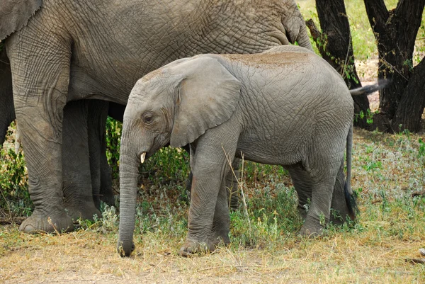stock image Baby elephant
