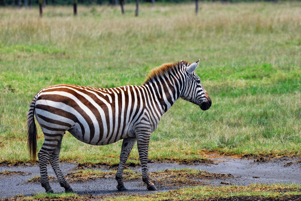 A lonely adult zebra stand in the savannah, Nakuru Lake national park, Kenya