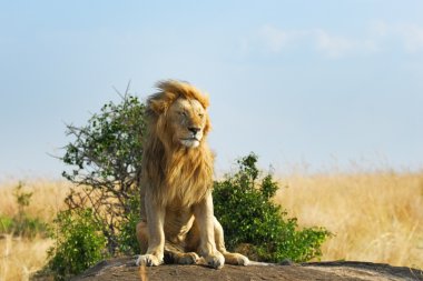 Resting lion clipart