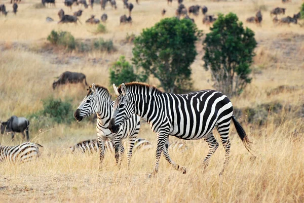 Zebra 's in de savanne — Stockfoto