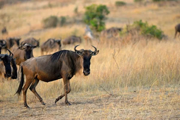 Antelopes gnu — Stock Photo, Image