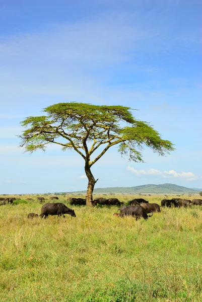 Paisaje africano — Foto de Stock