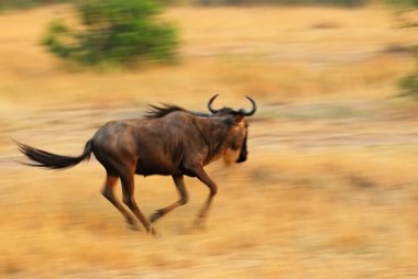 ateş panning wildebeest, koşma