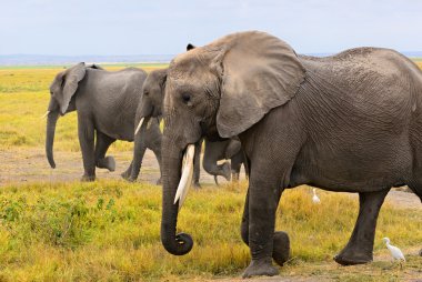 Afrika filleri