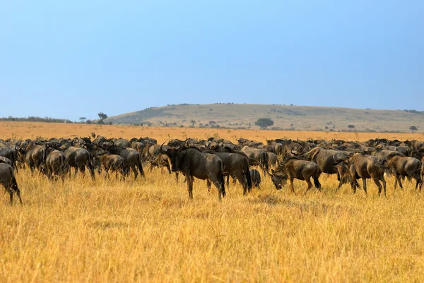アンテロープ gnu とアフリカの風景 — ストック写真