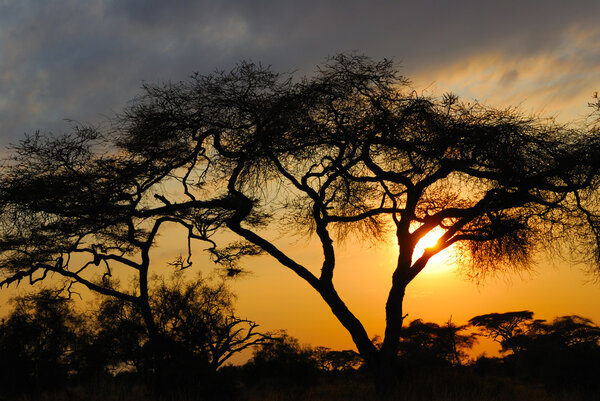 Acacia tree before sun set down in Amboseli park, Kenya