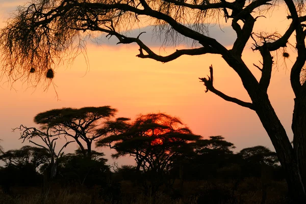 Tramonto africano — Foto Stock