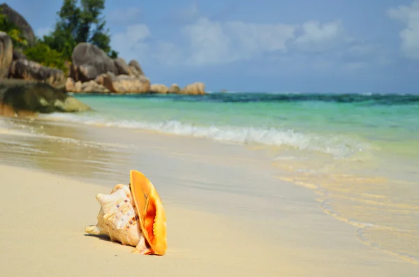 Concha en la orilla del océano — Foto de Stock