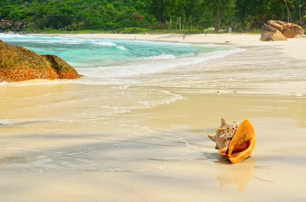 Concha en la orilla del océano — Foto de Stock