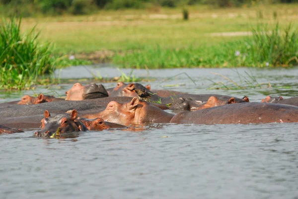 Escola do hipopótamo — Fotografia de Stock