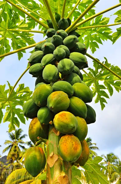 En papaya träd — Stockfoto