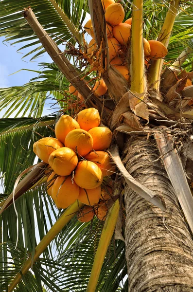Kokosové — Stock fotografie