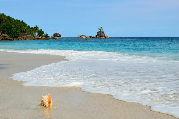 Grande coquille sur la plage tropicale — Photo