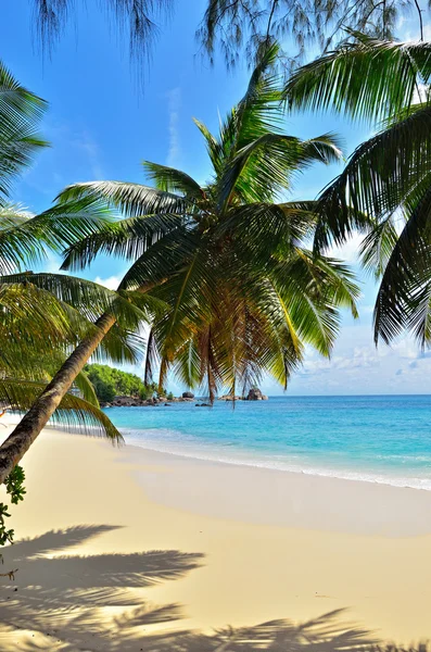 Тропический пляж — стоковое фото