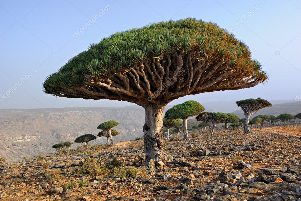 Dragon Blood Tree Stock Photo By C Znm666