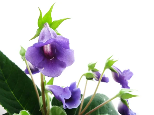 Sinníngia violeta — Fotografia de Stock