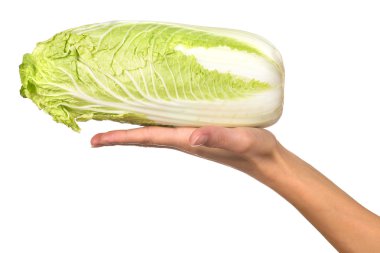 Cabbage on the hand clipart