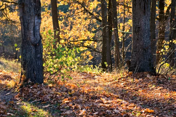 Wald im Oktober — Stockfoto