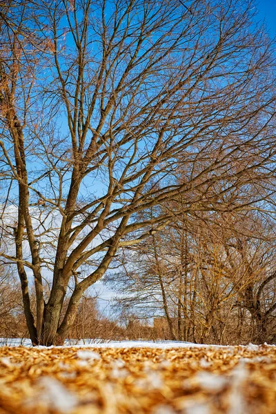 Голые деревья — стоковое фото