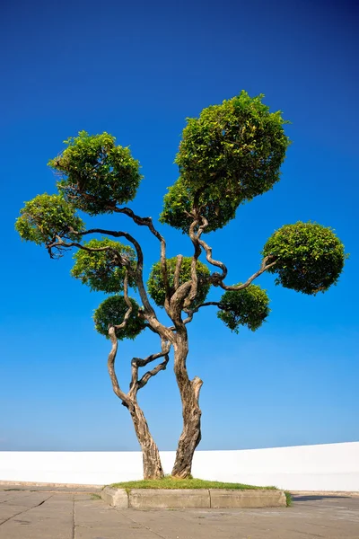 Обхідними дерево — стокове фото