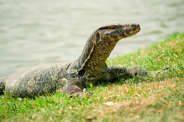 stock image Monitor lizard