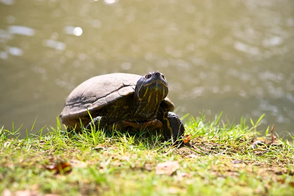 Two turtles mating — Stock Photo © lifeonwhite #10884580